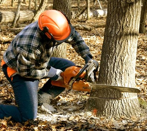 Tree Removal in Green Bank, WV